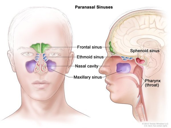 Hyper IgM Syndrome